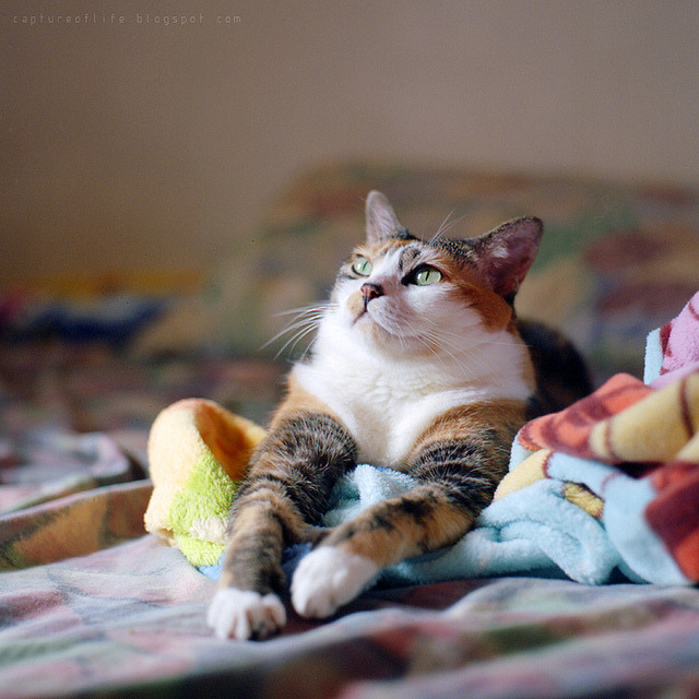 Cat 90