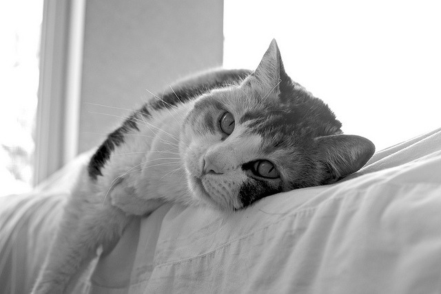 Cat 91