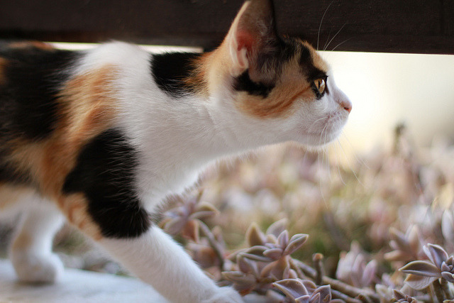 Cat 92