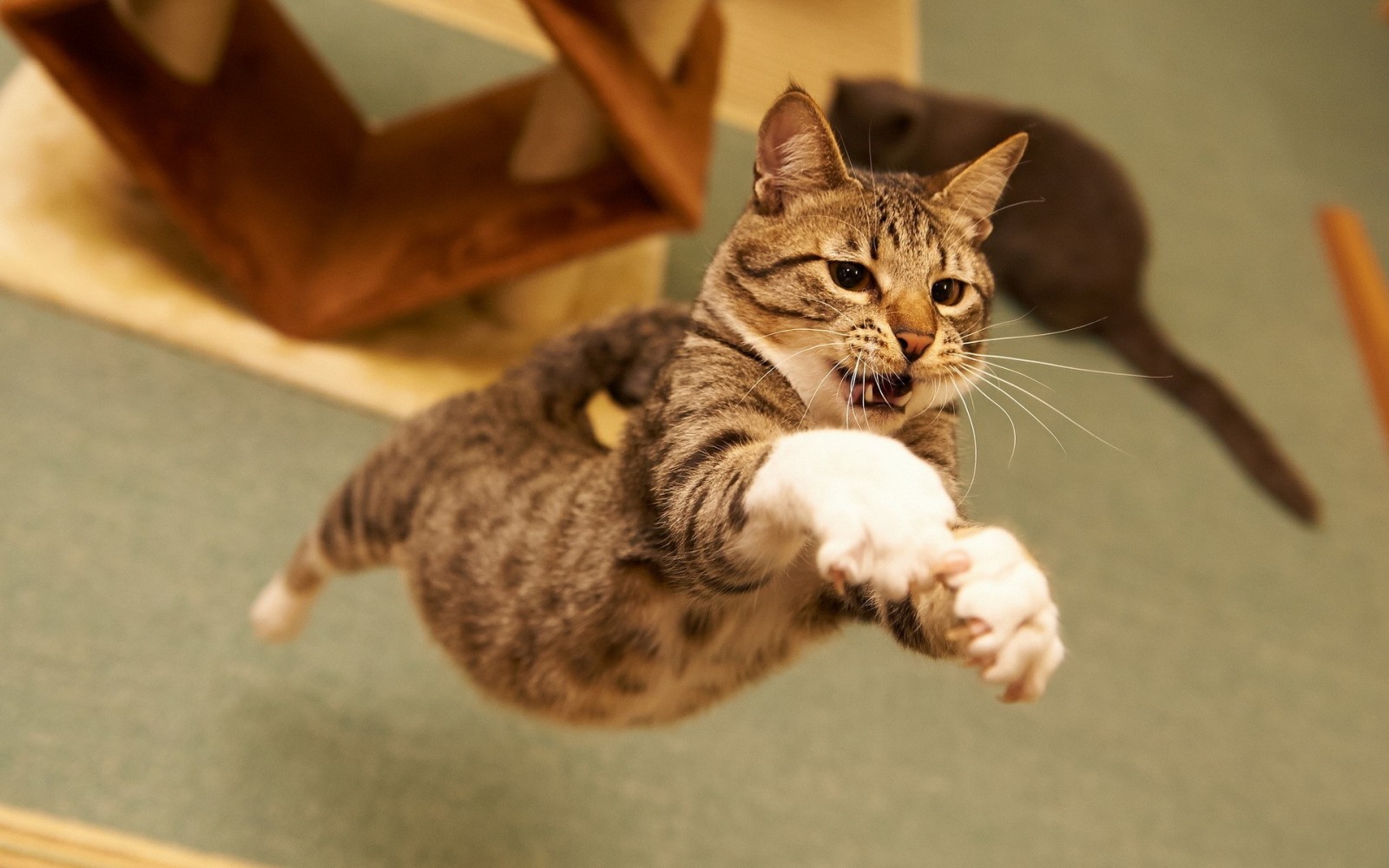 Cat 94