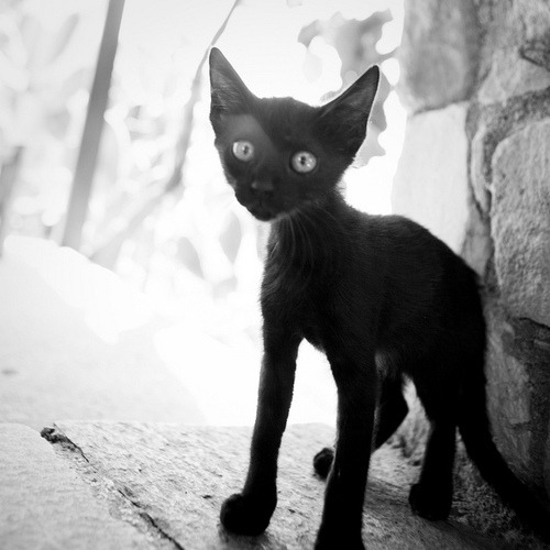 Cat 95