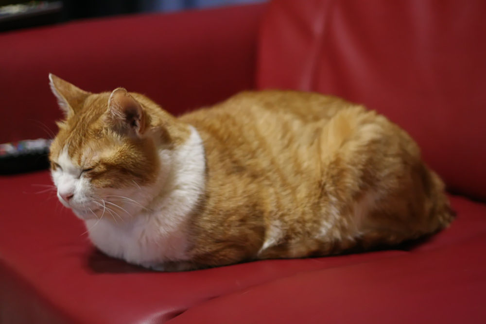 Cat 96