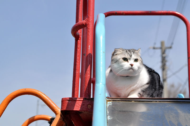 Cat 100