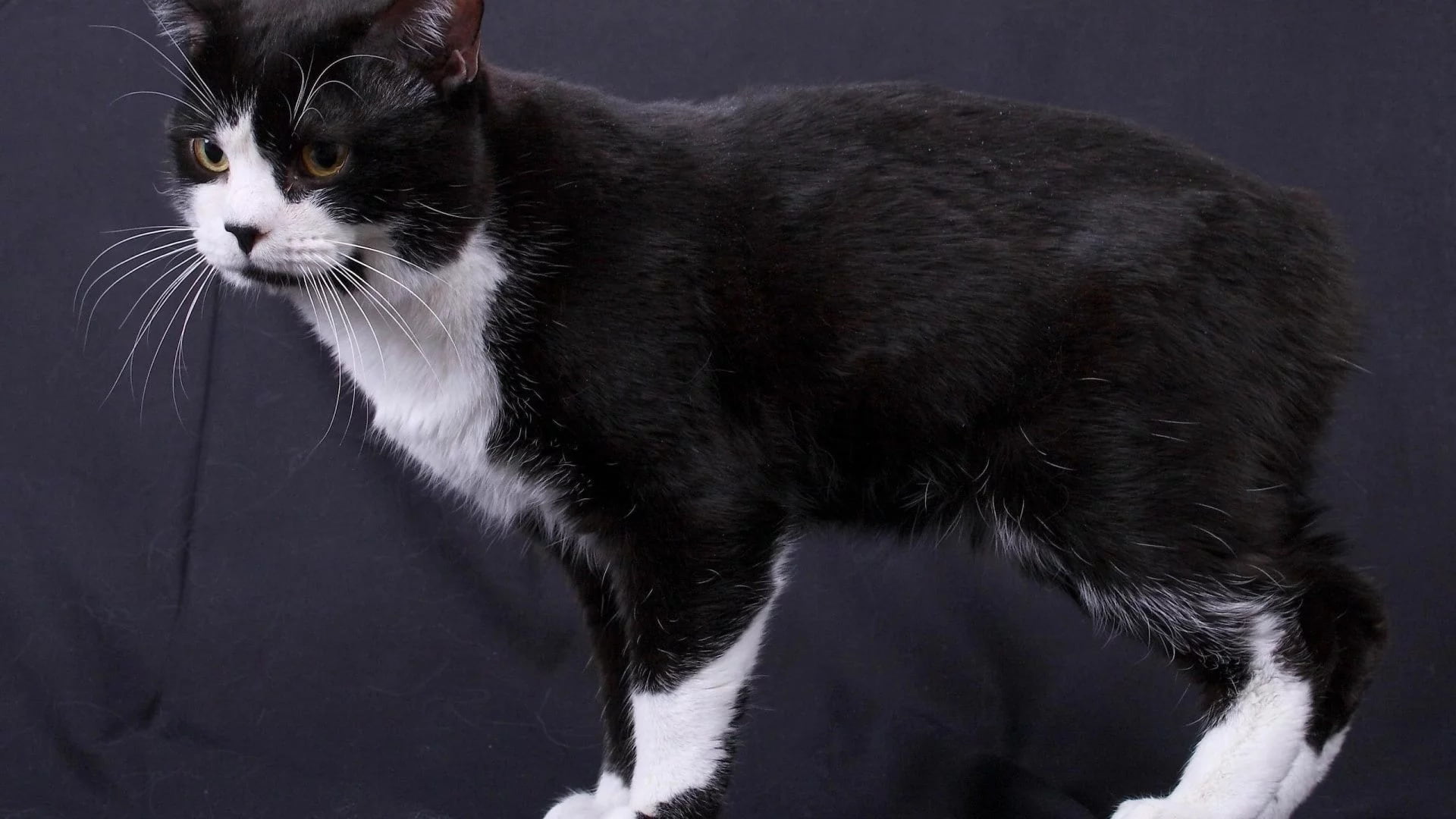 Cat 102