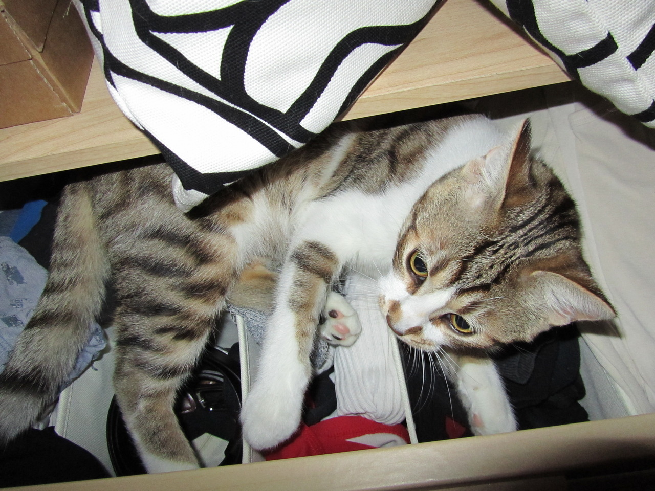 Cat 104