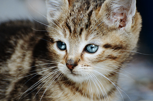 Cat 108