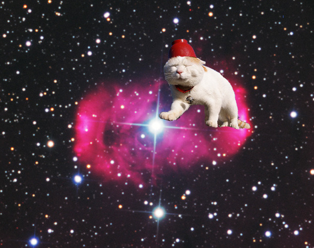 Cat 109