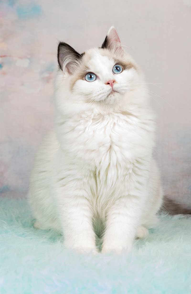 Cat 110