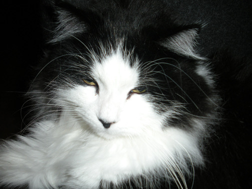 Cat 111