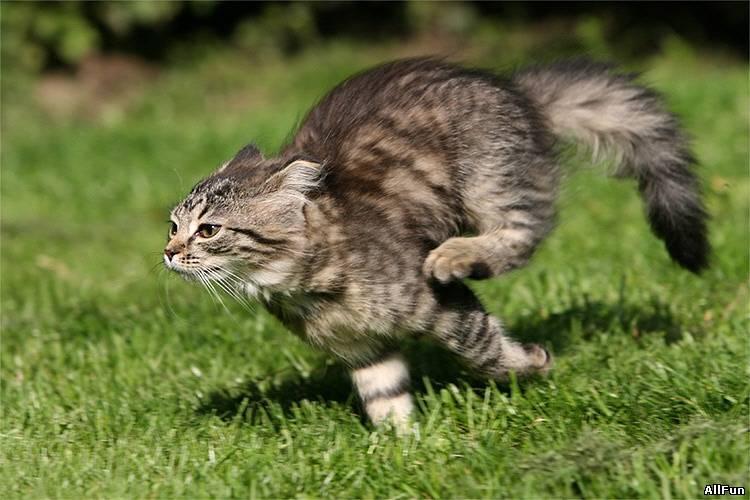 Cat 112