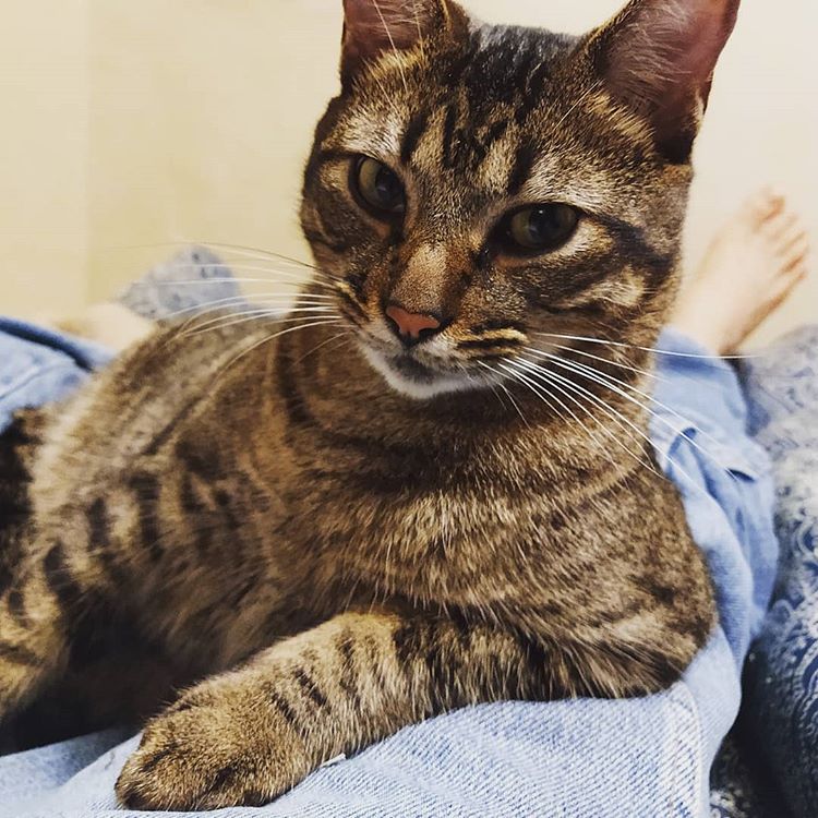 Cat 114