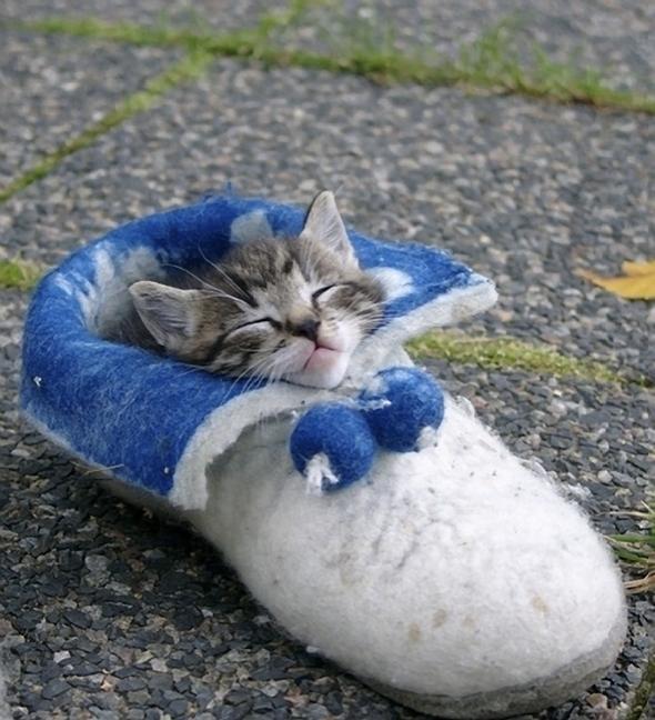 Cat 116