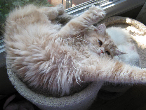 Cat 117