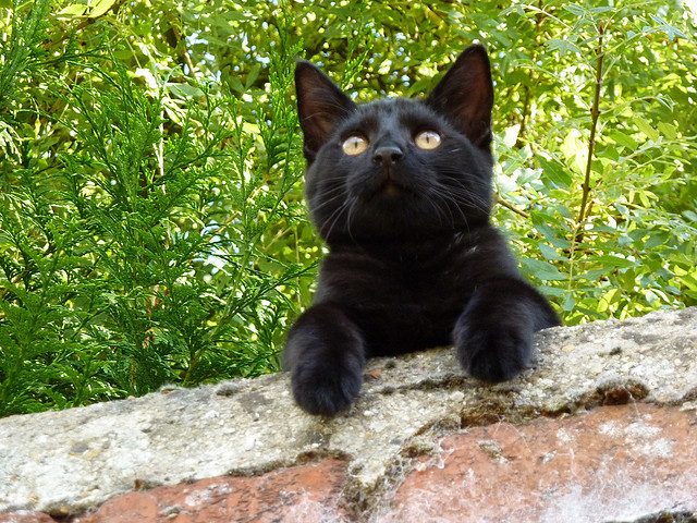 Cat 119
