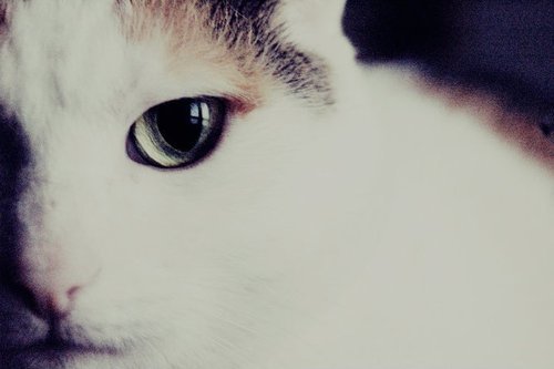 Cat 121