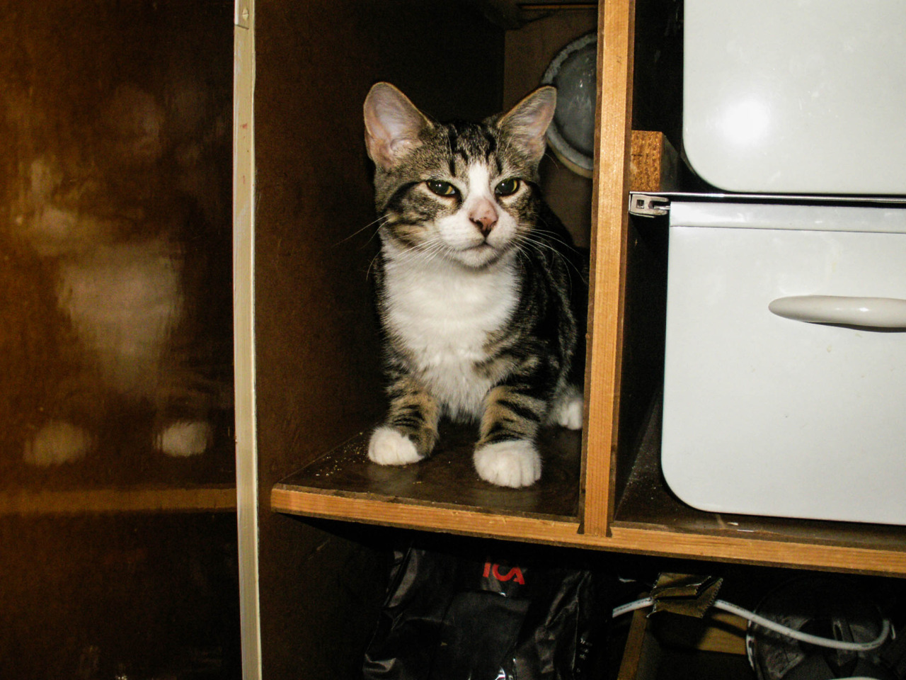 Cat 122