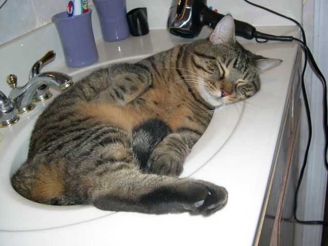 Cat 123