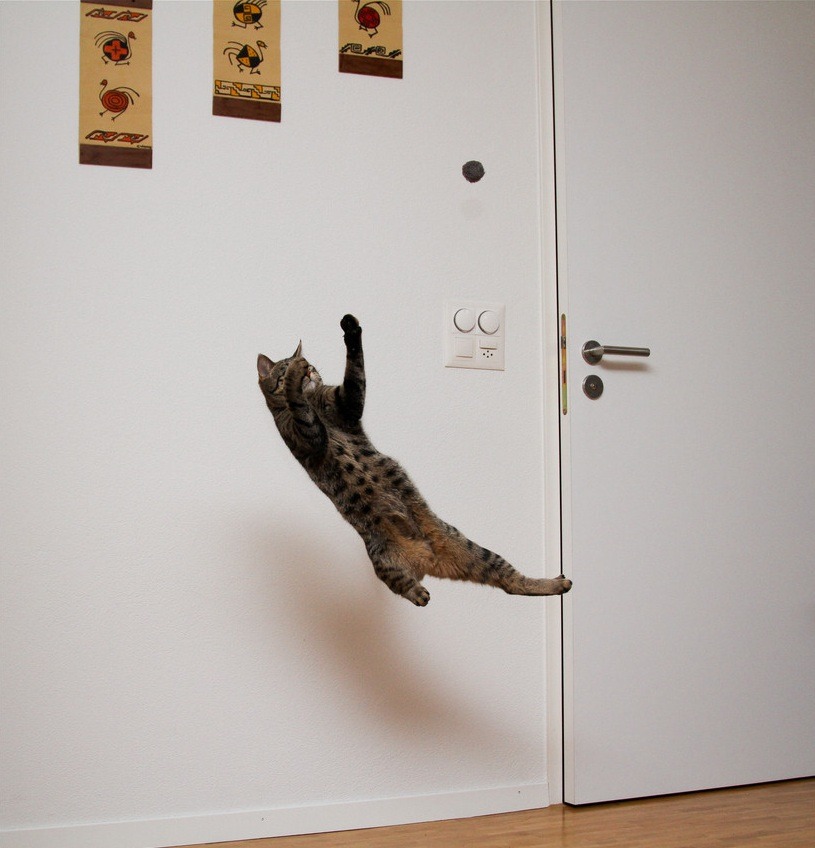 Cat 124