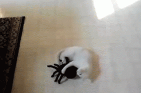 Cat 468