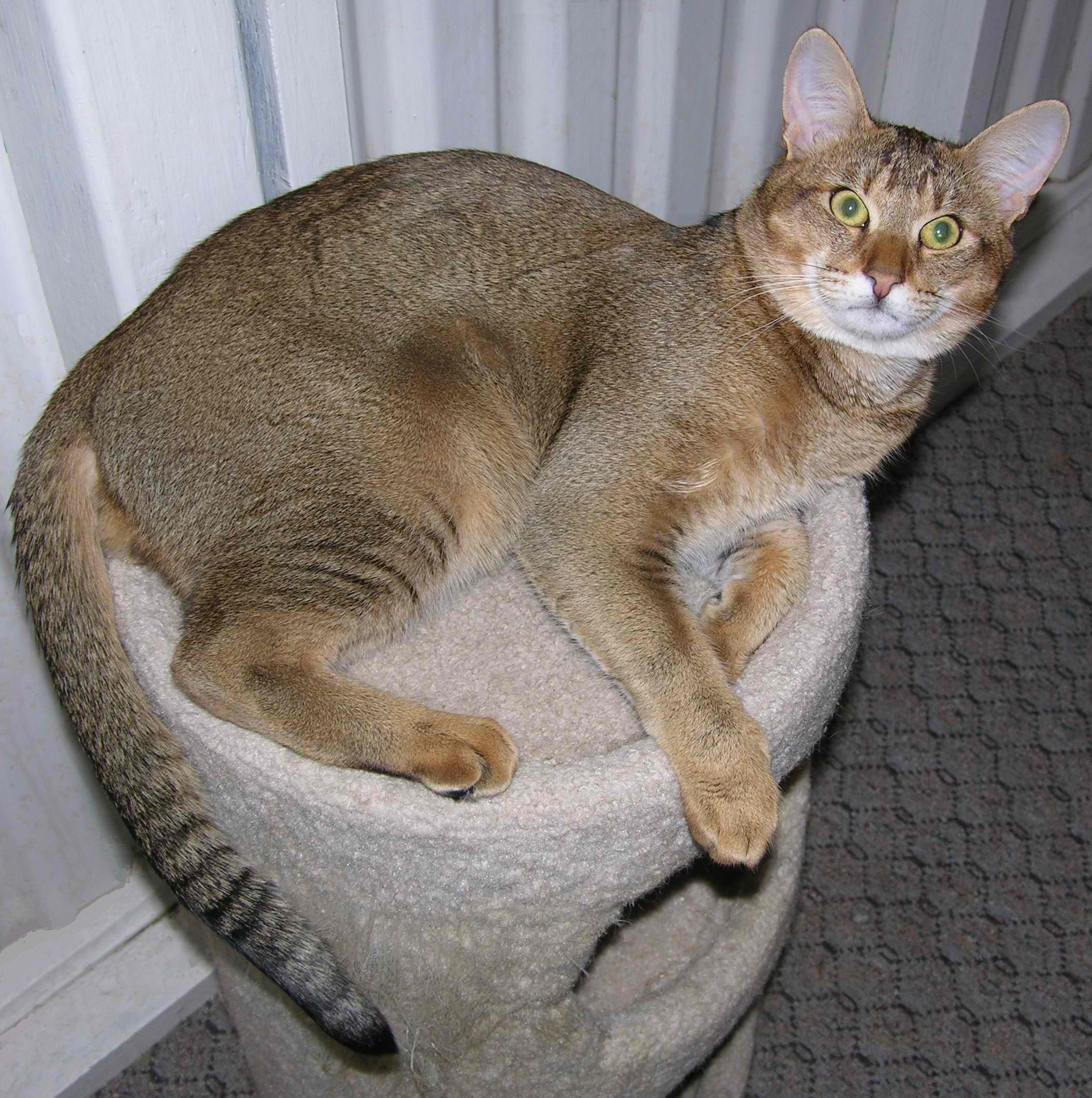 Cat 125