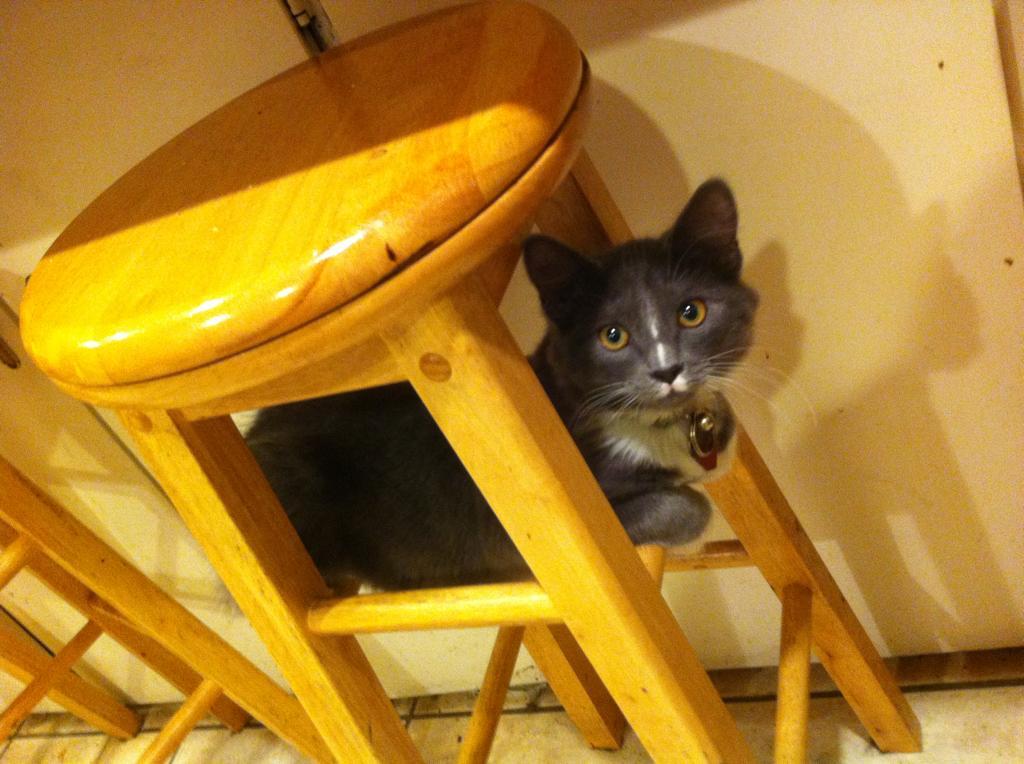 Cat 126