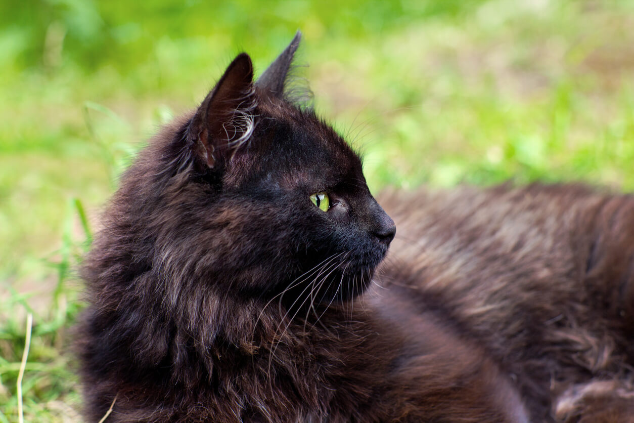 Cat 127