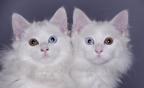 Cat 128