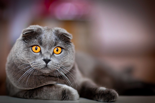 Cat 129