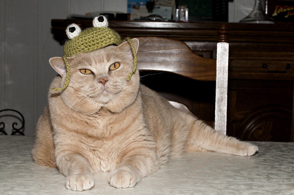 Cat 130