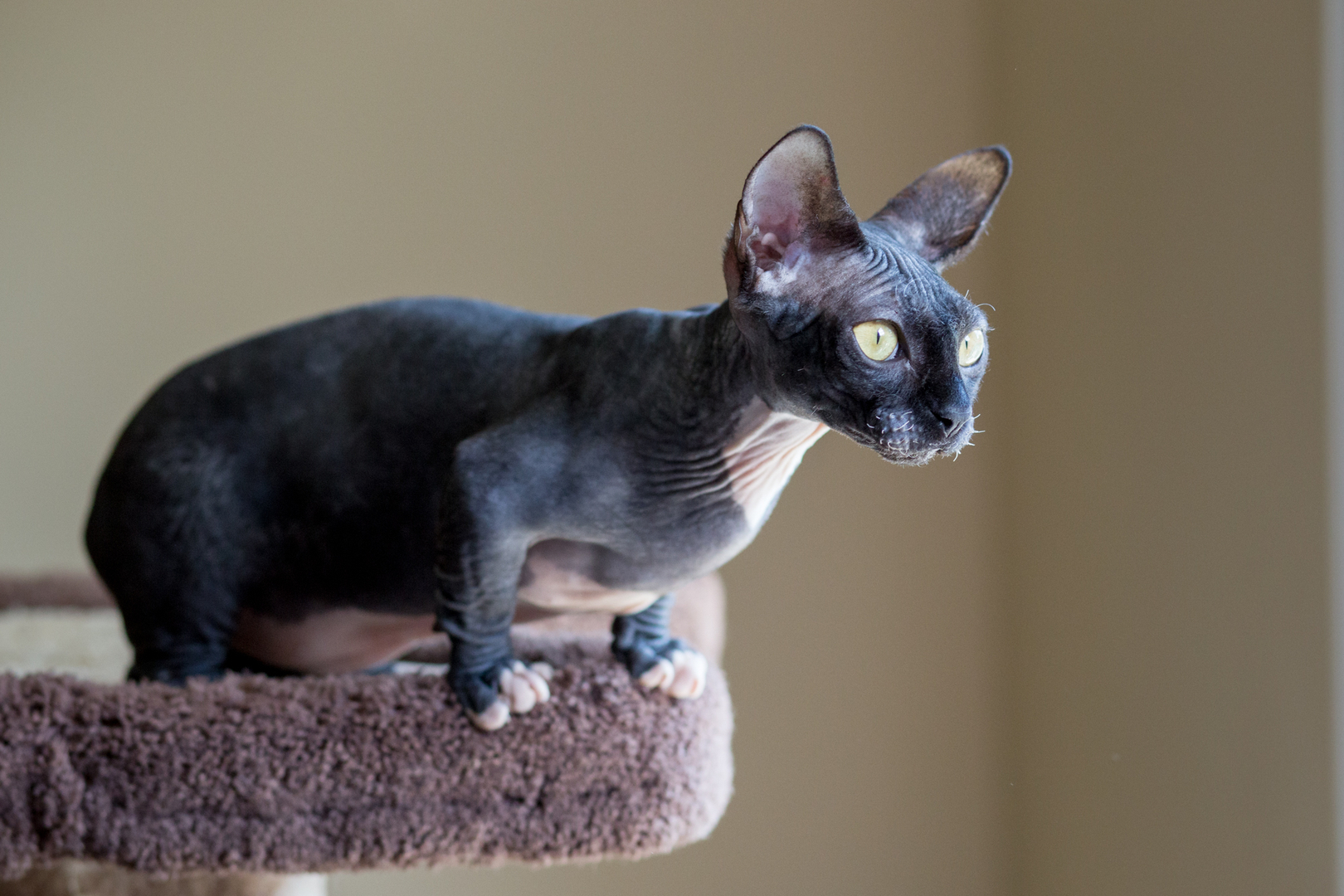 Cat 132