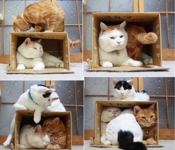 Cat 133