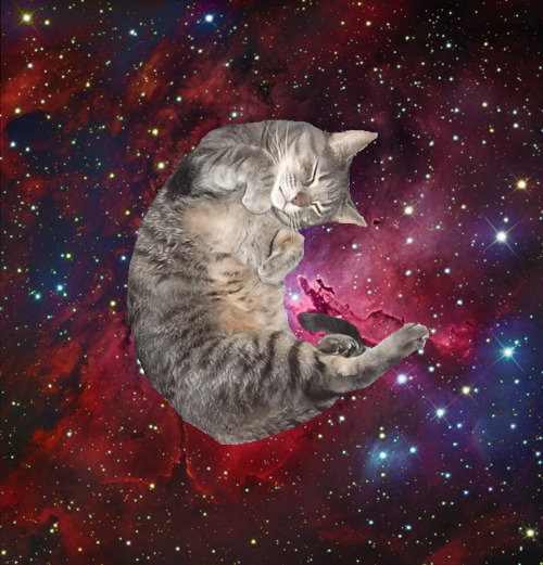 Cat 135