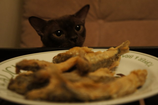 Cat 136