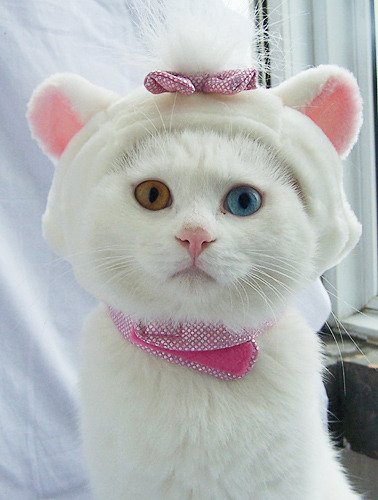Cat 140