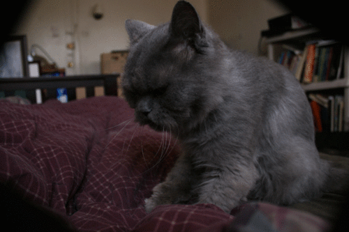 Cat 470