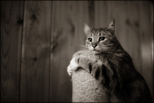 Cat 141
