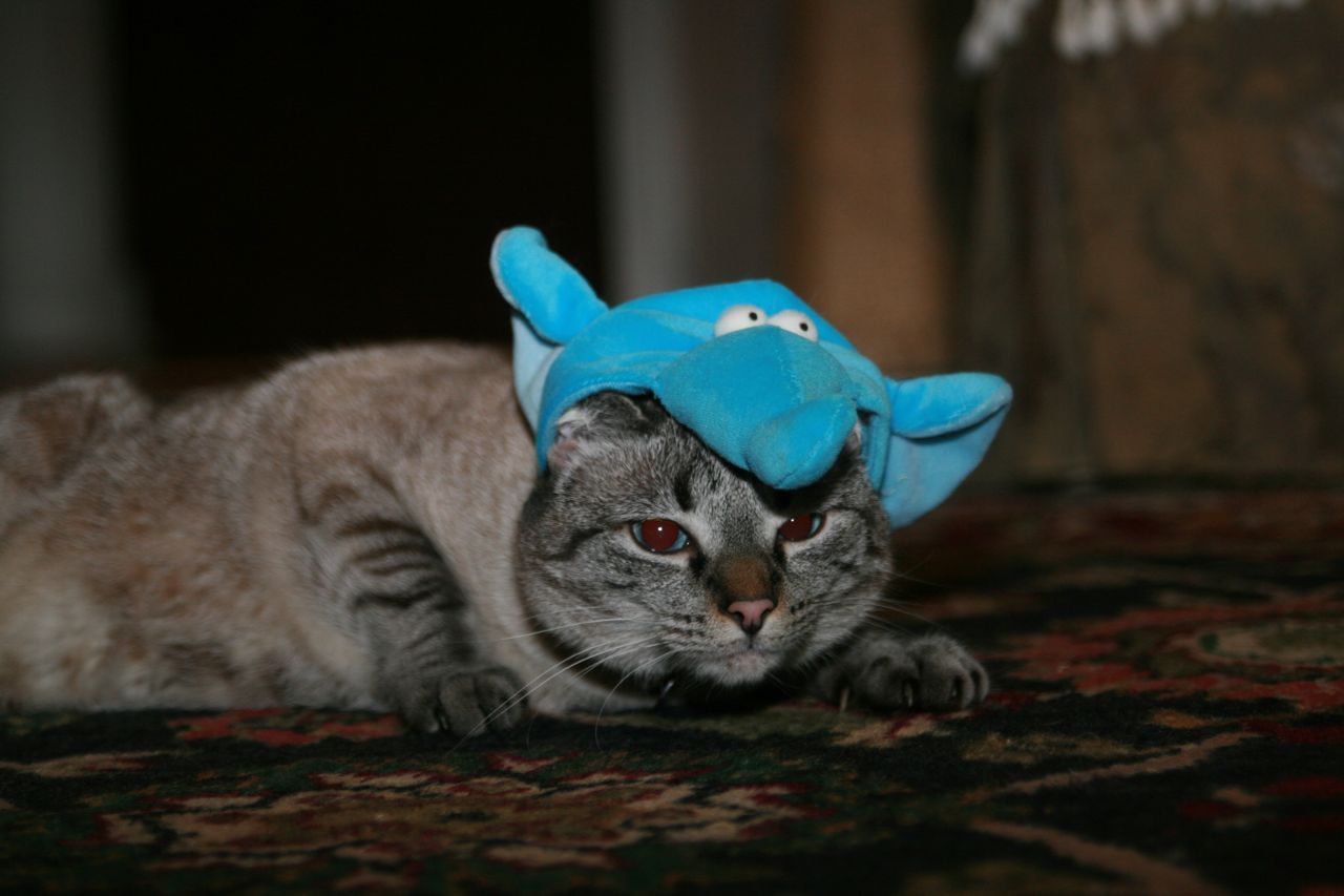Cat 142