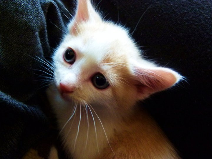 Cat 144
