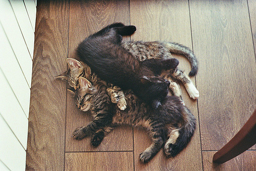 Cat 145
