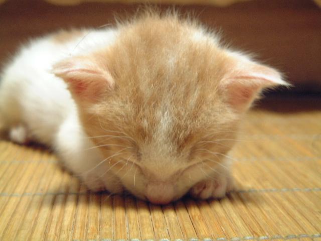 Cat 147