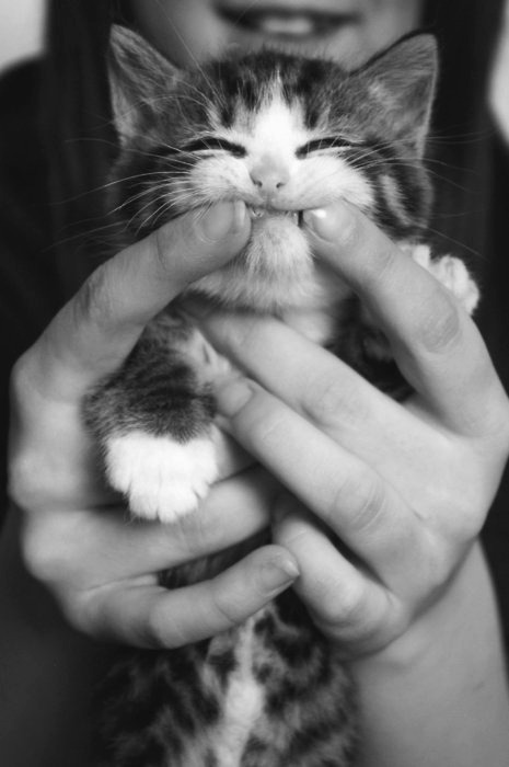 Cat 149
