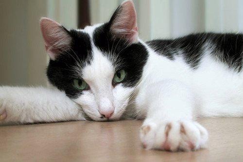 Cat 152