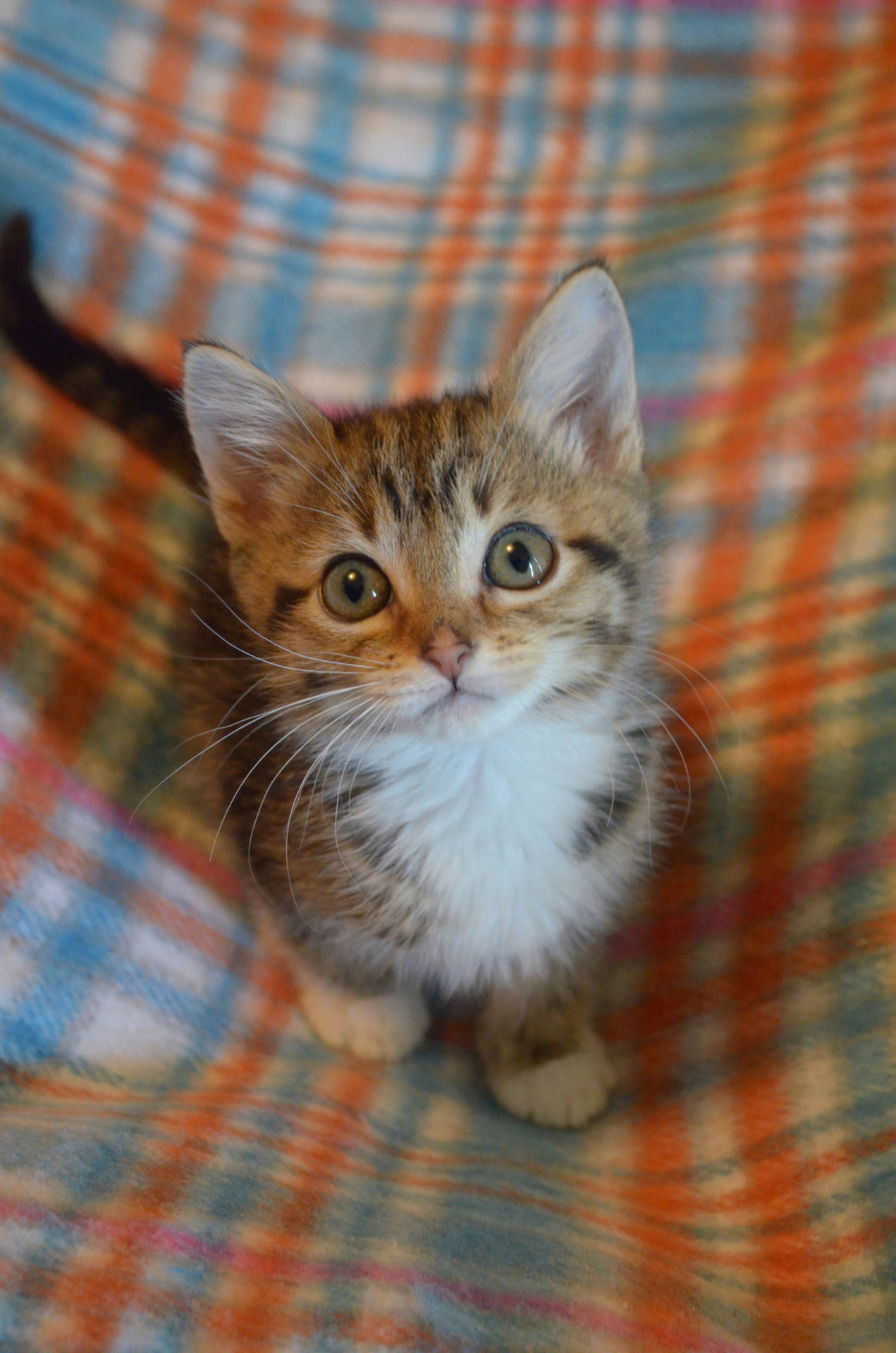 Cat 153