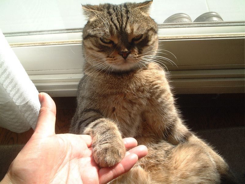 Cat 155