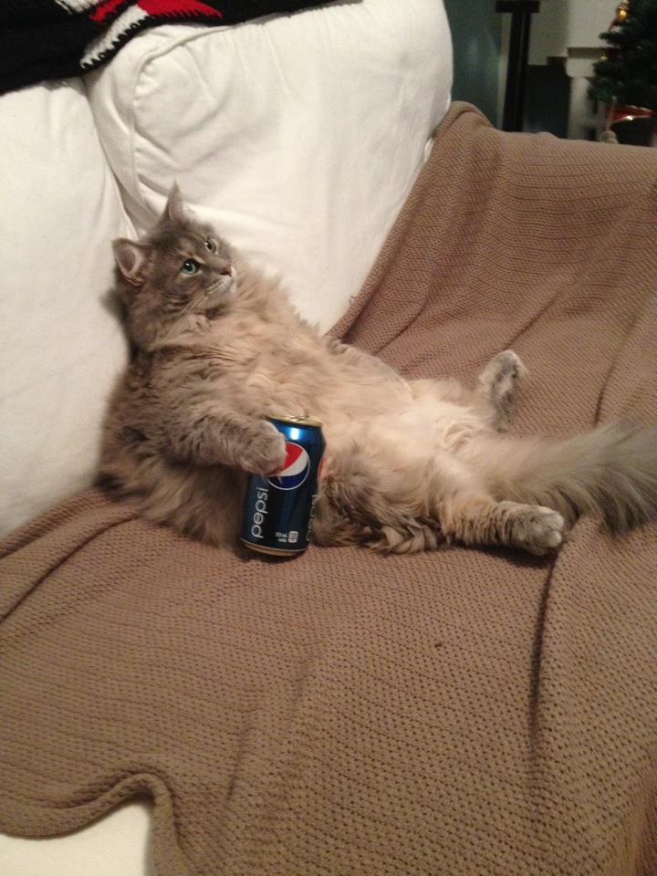 Cat 157