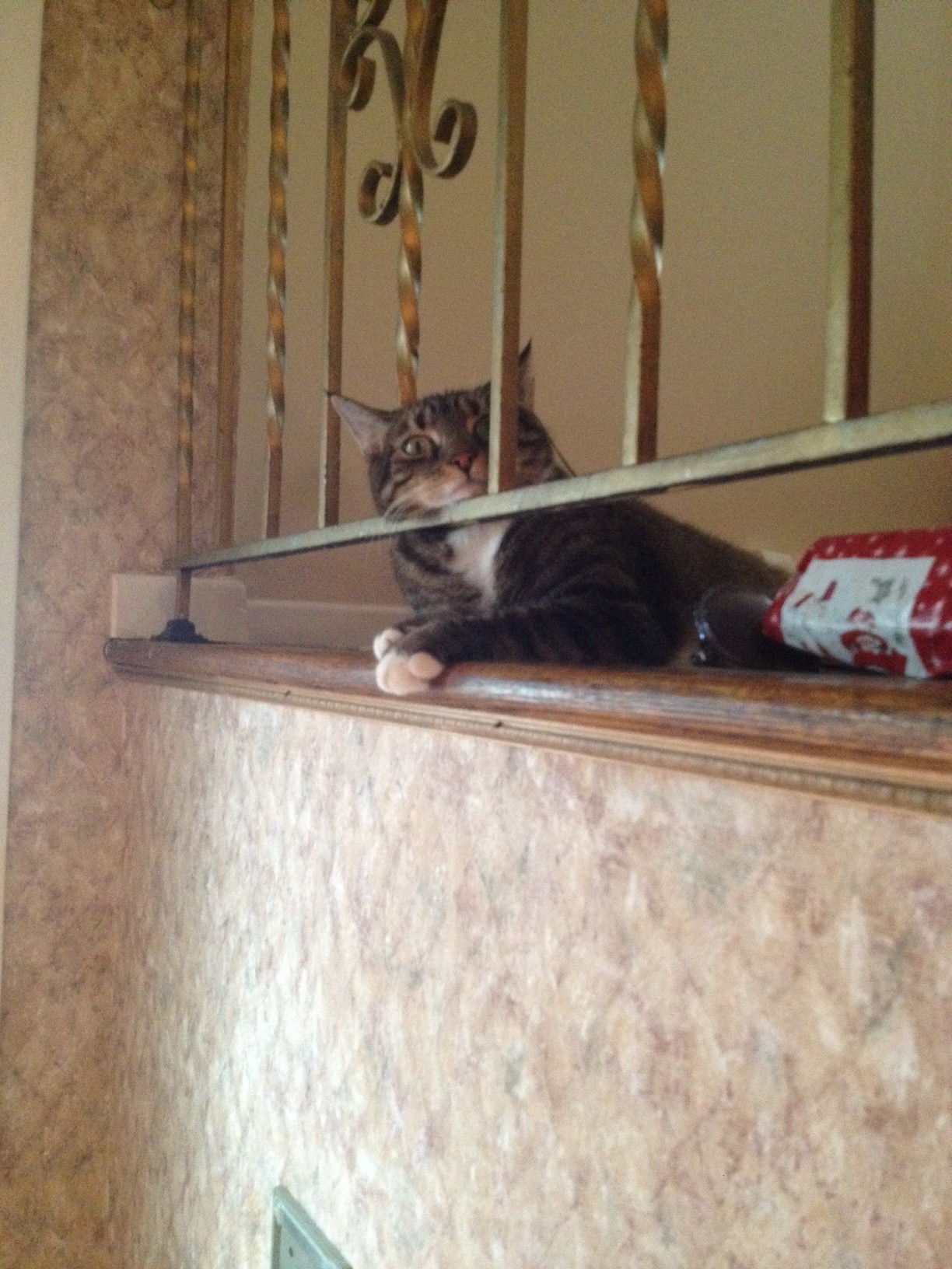 Cat 158