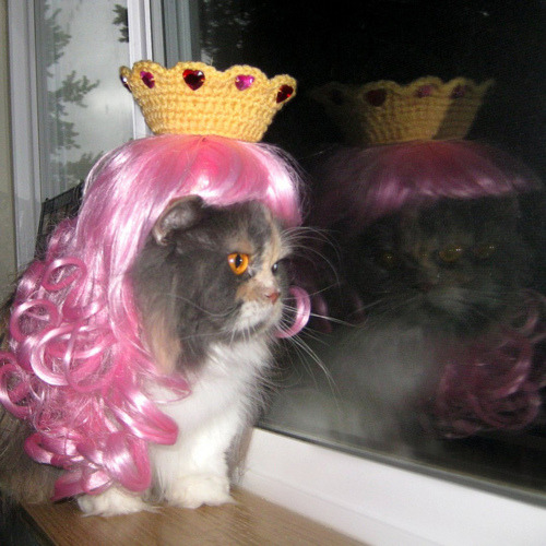 Cat 159