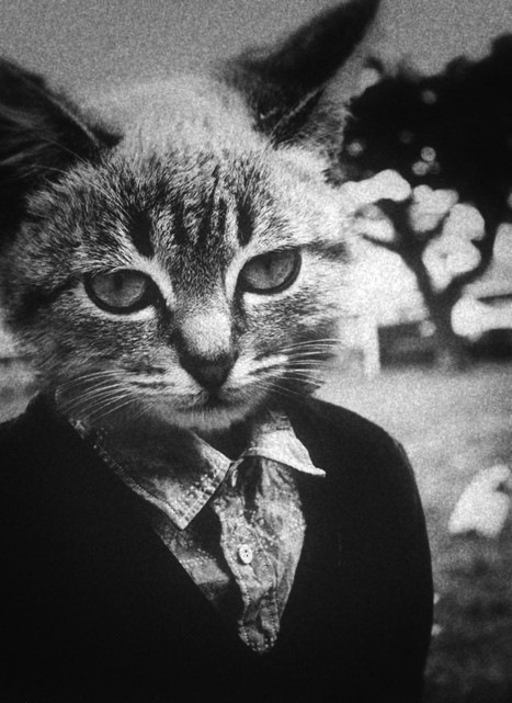 Cat 161
