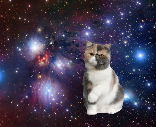 Cat 169