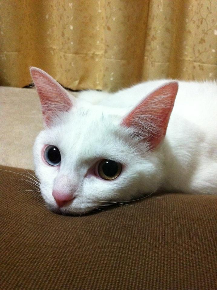 Cat 173